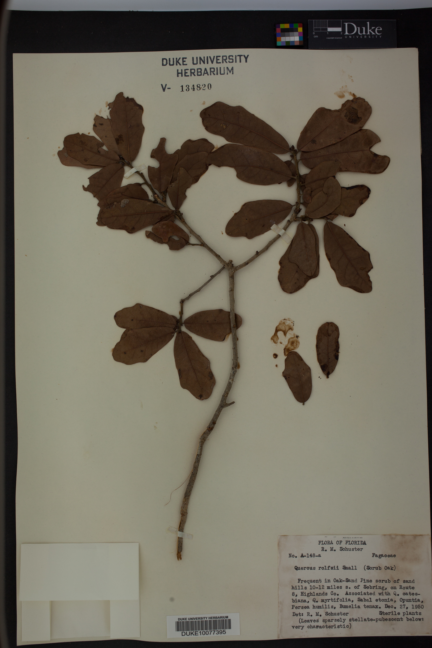 Quercus x rolfsii image