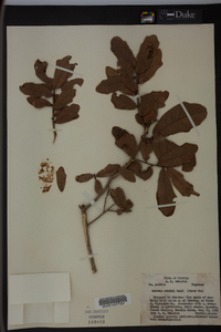 Quercus x rolfsii image