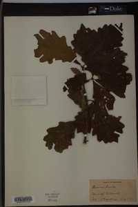 Quercus bicolor image