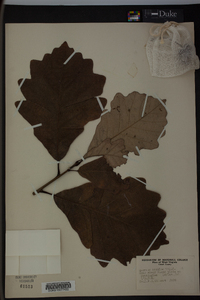 Quercus bicolor image