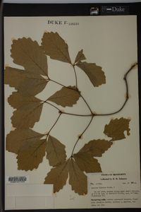 Quercus bicolor image