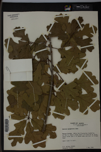 Quercus margaretta image