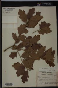 Quercus margaretta image