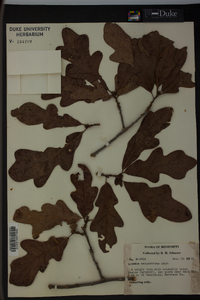 Quercus margaretta image