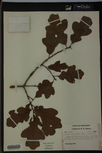 Quercus margaretta image