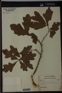 Quercus margaretta image