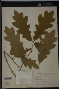 Quercus austrina image