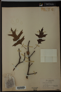 Quercus palustris image