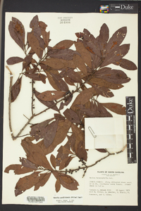Morella caroliniensis image