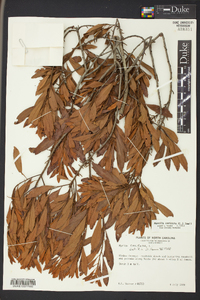 Morella cerifera image