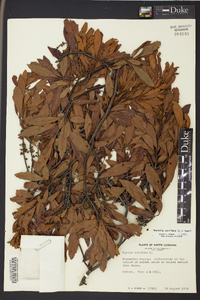 Morella cerifera image