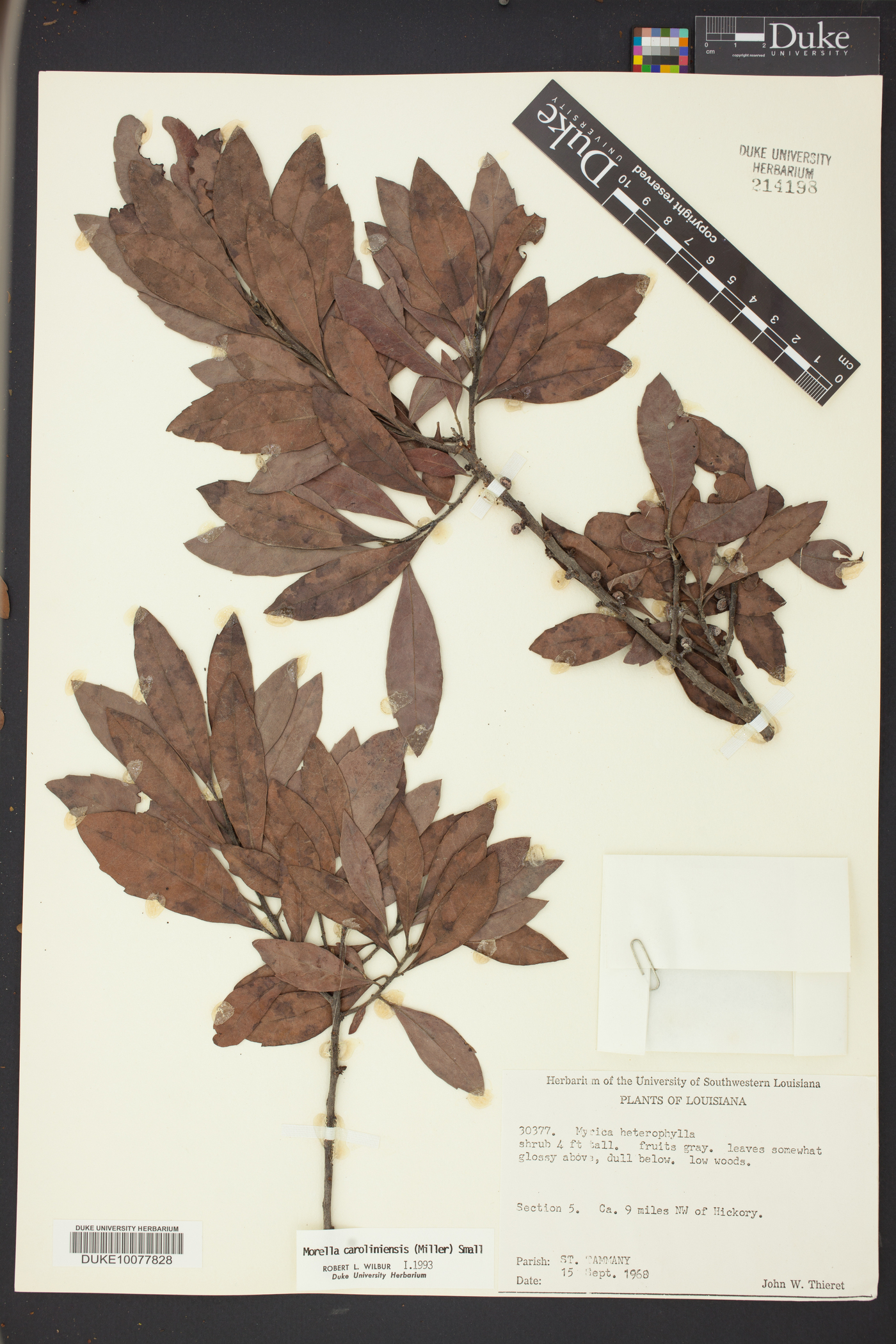 Morella caroliniensis image