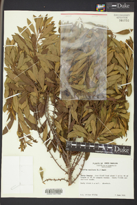 Morella cerifera image
