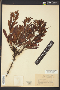 Morella cerifera image