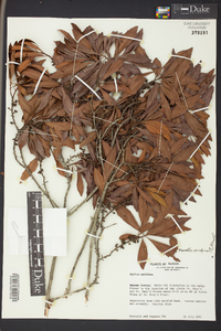 Morella cerifera image