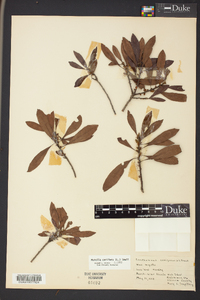 Morella cerifera image