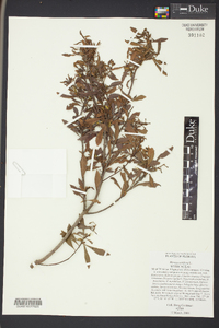 Morella cerifera image