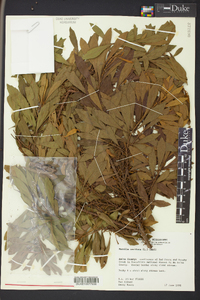Morella cerifera image