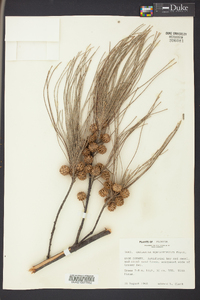 Casuarina equisetifolia image