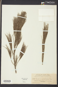 Casuarina equisetifolia image