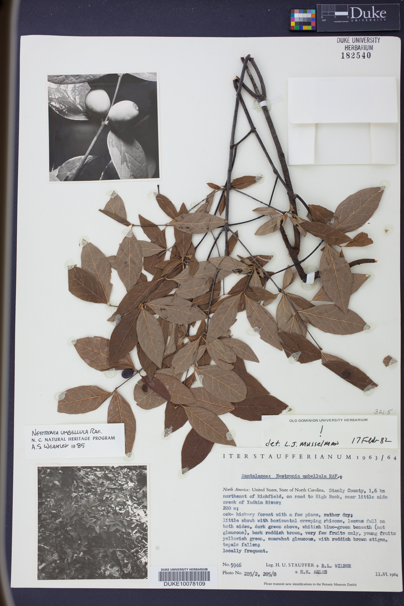 Nestronia umbellula image