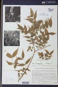 Buckleya distichophylla image