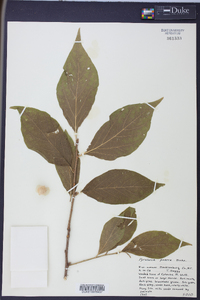 Pyrularia puber image
