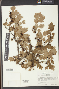 Ribes rotundifolium image