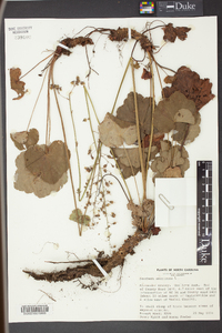 Heuchera americana image