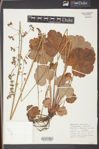 Heuchera americana image