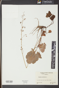 Heuchera americana image