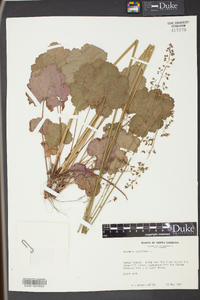 Heuchera americana image