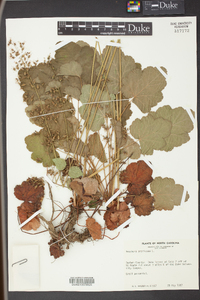 Heuchera americana image