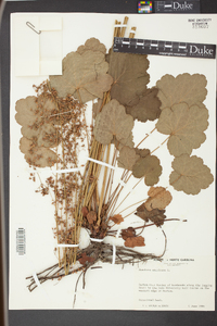 Heuchera americana image