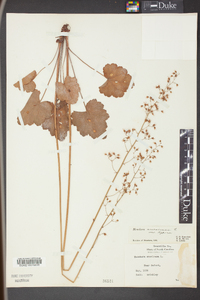 Heuchera americana image