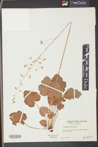 Heuchera americana image