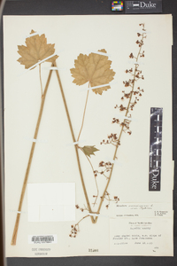 Heuchera americana image