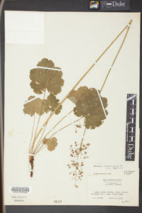 Heuchera americana image