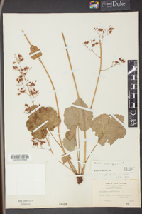 Heuchera americana image