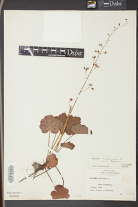 Heuchera americana image