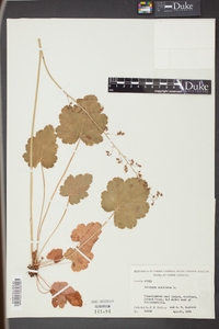 Heuchera americana image