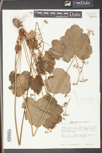 Heuchera americana image