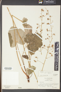 Heuchera americana image