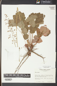 Heuchera americana image