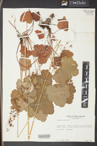 Heuchera americana image