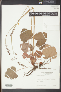 Heuchera americana image