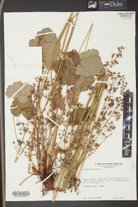 Heuchera americana image