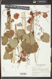 Heuchera americana image