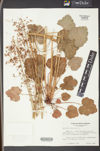 Heuchera americana image