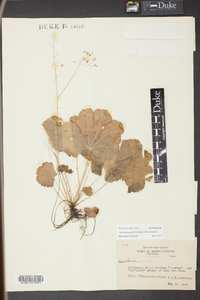 Heuchera parviflora image